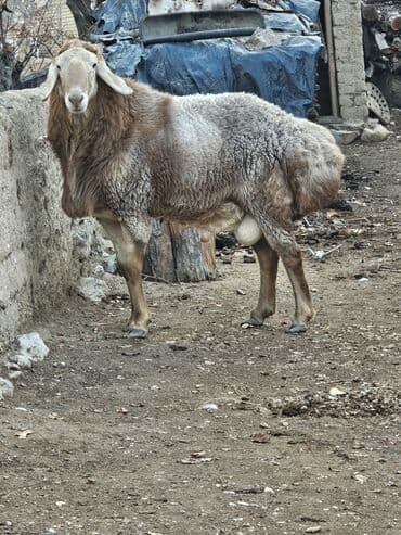 домашние тоок: Продаю | Баран (самец) | Для разведения | Осеменитель — 4