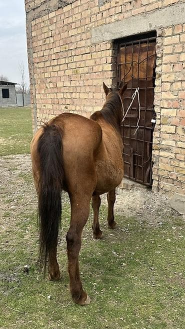 живой корм: Продаю | Кобыла (самка) | Рабочий — 10