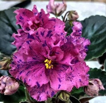 Бөлмө өсүмдүктөрү: Продаю деткистартеры взрослые цветущие фиалки 🌺🌿🌺. Нахожусь в — 7