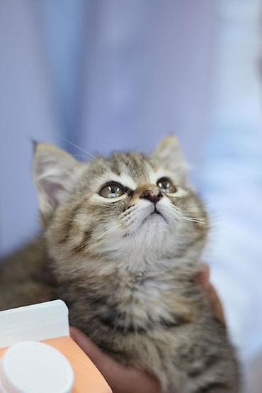 черепаховая кошка: Кошка даром: Сибирская, 2 месяца, Мальчик — 6