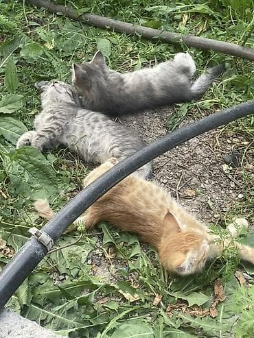 Животные: Кошка даром: Беспородная, 2 месяца, Девочка, Приучена к лотку — 2