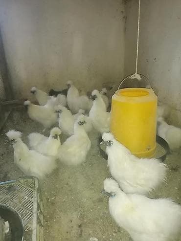 цыплят бройлер: Продам шелки кур петух — 2