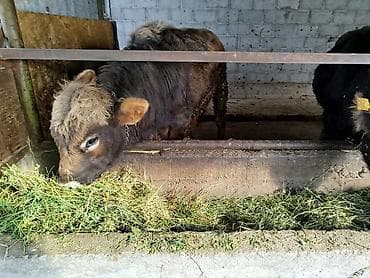 Услуги ветеринара: Продаю | Бык (самец) — 3