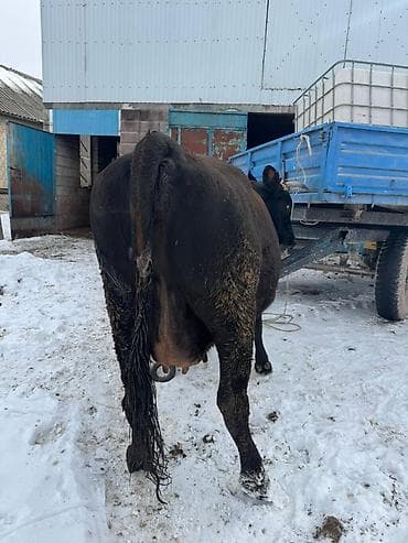 кызыл бирдик: Сатам | Уй (ургаачы) | Сүт алуу үчүн | Бооз — 3