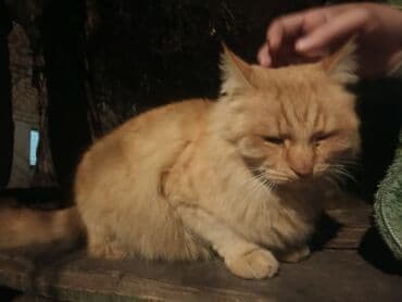 Иттер: Пушистая рыжая кошка, очень крупная, ласковая!!! Прибилась ко двору — 5