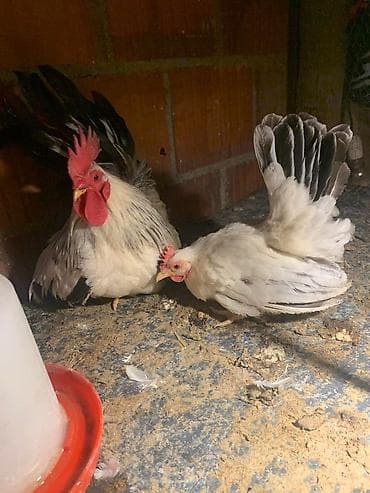 попугай кара балта: Продам кур петух японские Шабо — 1