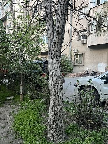 куплю тополь карагач: Декоративная древесина/стволовые заготовки с ярко выраженной фактурой — 4