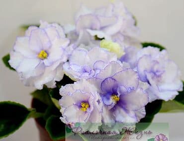 цветы ирис: 🌱🌺🌱 Продаю сортовые ДЕТКИ стандартных фиалок🌱🌺🌱. Цены от 80-150 сом — 9