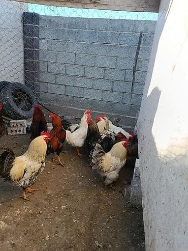 несушка тоок: Сатам | Тооктор | Үй | Жумуртка туудуруу үчүн — 7