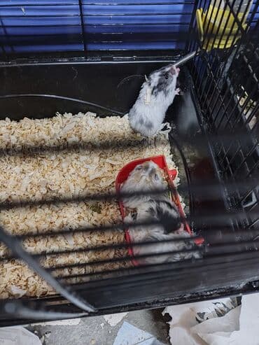 сирийский хомячок: Маленькие пушистые сирийские хомячки. Очень игривые, ручные, не — 1