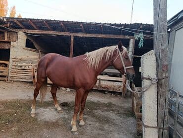 ит рабочий: Продаю | Жеребец | Рабочий | Осеменитель — 10