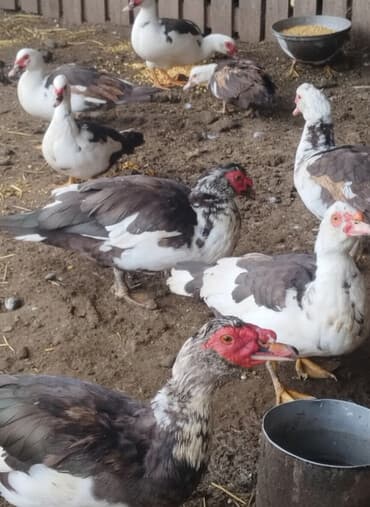 эвропейская овчарка: Мускусные утки (индоутки), разноцветные окрасы. - Порода: мускусная — 2