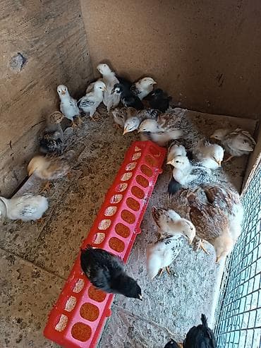 куплю туки: Продаю | Цыплята | Для разведения — 1