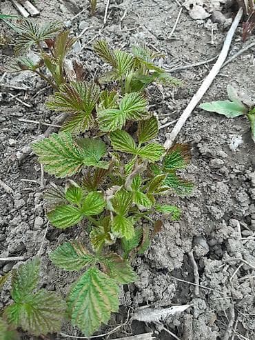 аммофос цена за 1 кг бишкек: Полка сорту - Сортовая малина, кустовая посадка. На фото — мощные — 1