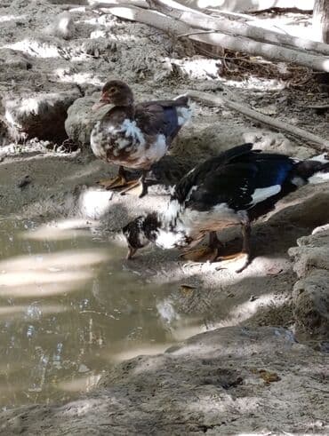 куры доминанты: Мускусные утки (индоутки), разноцветные. - Порода: мускусная утка. - — 10