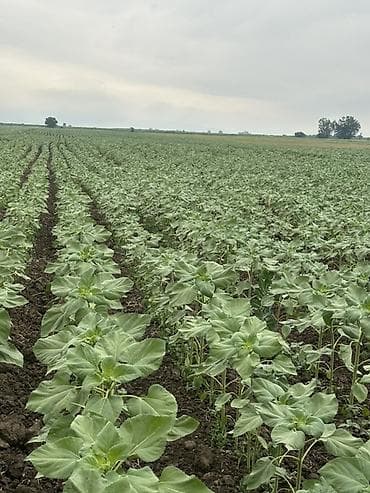 дополнительный свет: Семечки подсолнечника, фасованные - Продукт: очищенные жареные — 4