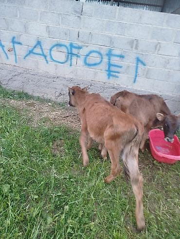 кор: Продаю | Музоо, торпок | Полукровка | На откорм — 7