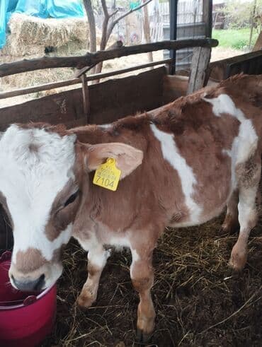 дойныйе коровы: Продаю | Бык (самец) | На откорм — 2
