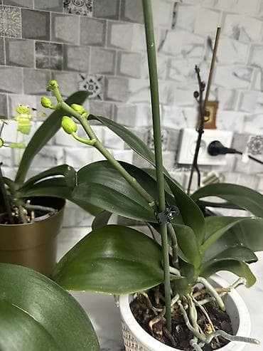 Кийимге кам көрүү жана сактоо: Срочно распродаю домашние орхидеи фаленопсис, все сортовые Голландия — 5