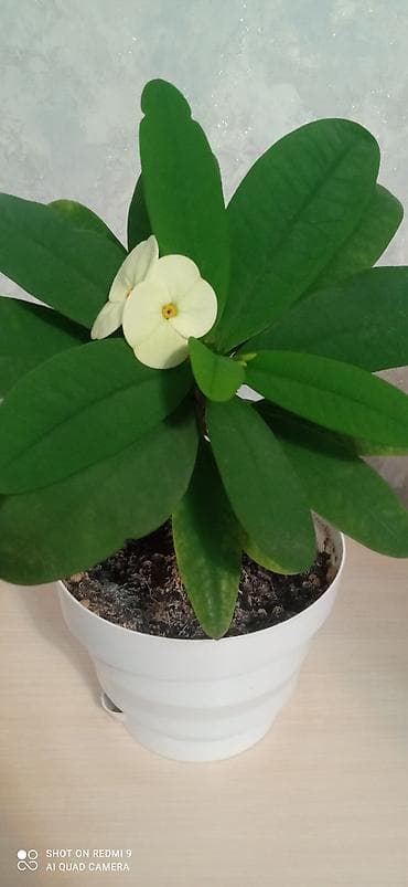 Комнатные растения: Тайский молочай — 2