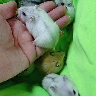 Птицы: Продаются хомячки джунгарские, сирийские, ангорские пушистые хомячки — 10