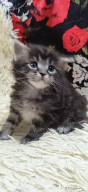 домашние кошки: Мейн-кун, 1 месяц, Девочка, Приучена к лотку — 6
