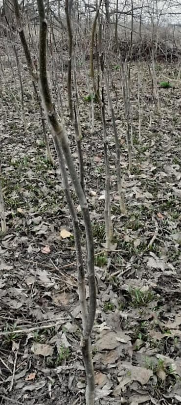 елка 2023 бишкек: Саженцы грецкого ореха (Juglans regia) тонкошкурые Иссык-Куль - — 2