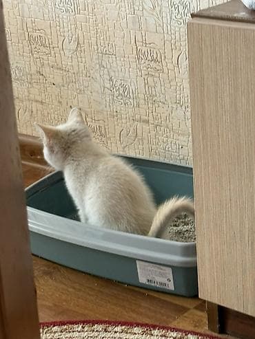 кошки в караколе: Белый котенок с рыжими ушами и хвостиком. Нашли его на улице в Кара — 3