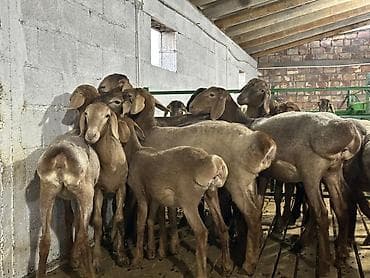 цесарки купить: Продаю | Баран (самец) | Арашан | На забой, Для разведения | Племенные — 4