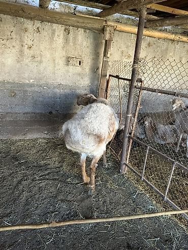 щенки ротвейлера: Продаю | Овца (самка) | Для разведения | Матка — 2