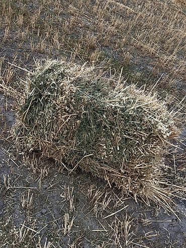 Тюки соломы/сена прямоугольной формы. - Состав: смесь злаковых
