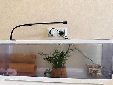 Аксолотль с аквариумным комплектом В комплекте: аксолотль, 4 улитки — 2