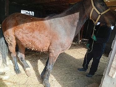 ячмень семеной: Продаю | Кобыла (самка) | Рабочий | Племенные — 8