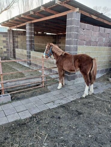 Продаю | Жеребенок | Рабочий at lalafo.kg Продаю | Жеребенок | Рабочий