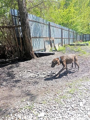 азият ит: Курцхаар, 6 месяцев, Самка — 2