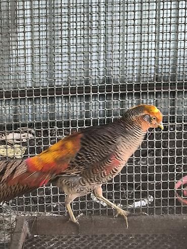 цыплята перепелов купить: Золотой фазан (Chrysolophus pictus), декоративная породная птица для — 5