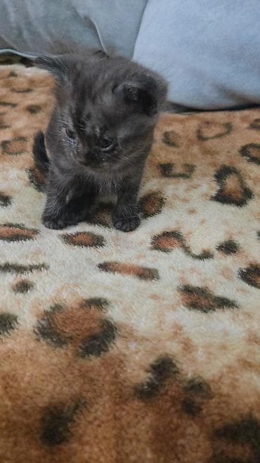 кошка маленькие: Отдам только в хорошие руки! К лотку приучен! Котёнок, окраса — 3