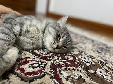 скоттиш страйт шотландская прямоухая кошка: Скотиш Страйт (Шотландская прямоухая), 3 года, Девочка, Биколор, Приучена к лотку, С документами — 8