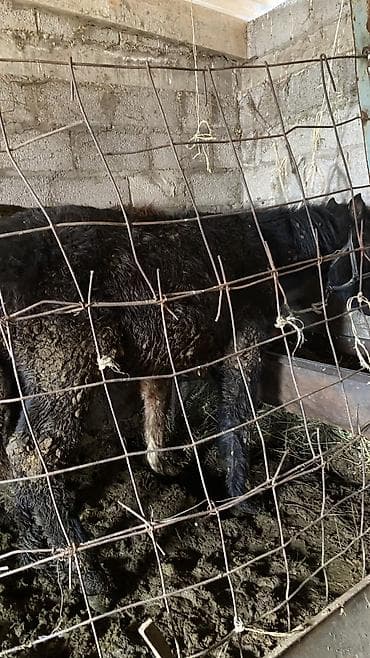 кунан ат: Продаю | Жеребенок — 4