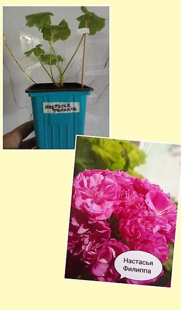 растение алоэ купить: Комнатные растения — укоренённые сеянцы/черенки в — 4