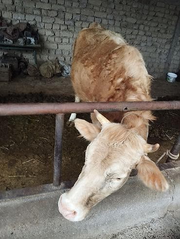 тюки сена купить: Продаю | Бык (самец) | Полукровка | На откорм | Привязанные — 3