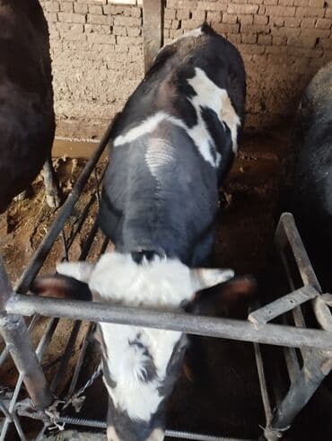 корм для домашних животных: Продаю | Бык (самец) | Монбельярд | На откорм | Привязанные — 2