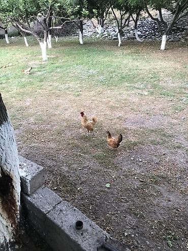 Животные: Продаю | Куры | Домашняя | Для разведения — 2