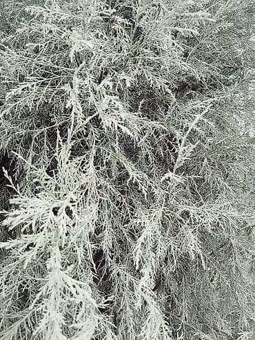 купить молочай миля: Хвойное декоративное дерево для сада — можжевельник (вероятно, сорт с — 1