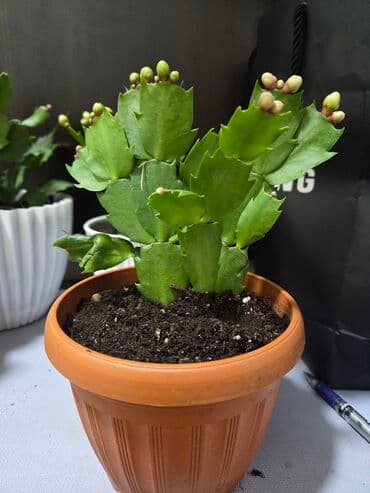 стеллаж для фруктов: Комнатное растение в кашпо - Вид: декоративный куст с одеревеневшим — 9