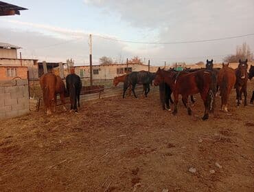 Грызуны: Продаю | Кобыла (самка) | Рабочий — 1