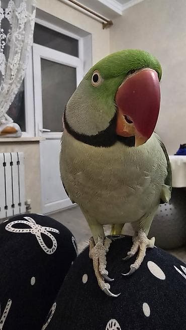 сколько стоит попугай какаду цена: 🦜 Продаётся Александрийский попугай по имени Киви 🥝 Возраст: 5 лет — 7