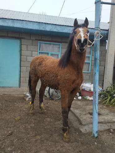 ит аттары: Сатам | Байтал | Союуга — 7