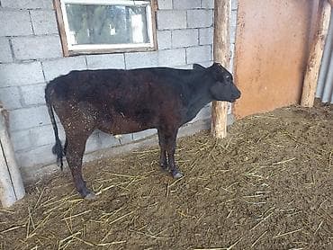 тр 16: Продаю | Бык (самец) | Абердин-ангус | Для разведения | Искусственник — 6