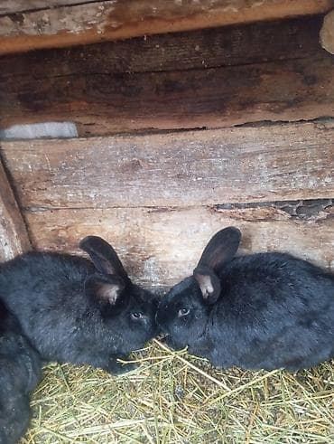 кролик баран: Продаю | Крольчата | Новозеландская, НЗК | Для разведения | Племенные — 3